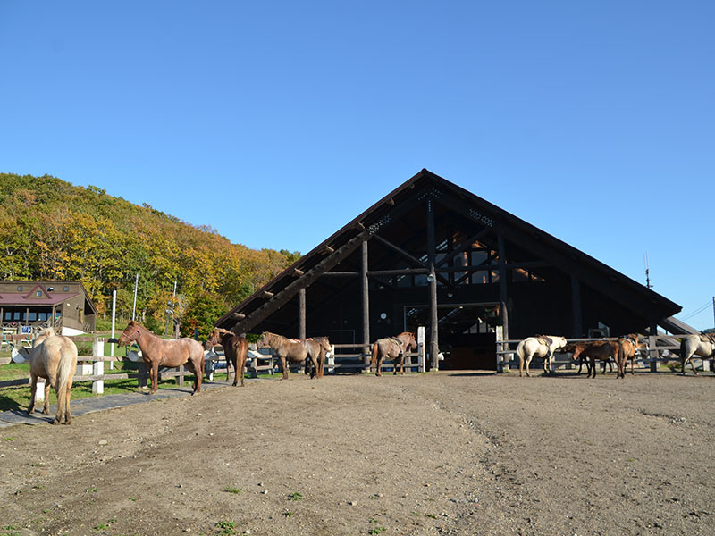 鶴居どさんこ牧場