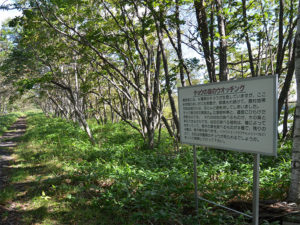 蝶の森遊歩道