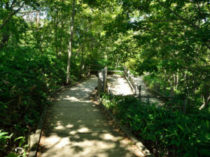 釧路市湿原展望台の遊歩道